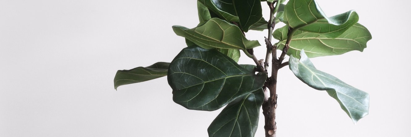 Peter Minkoff banner