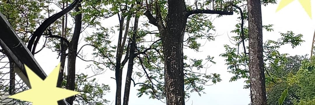 ctrlavu's profile banner image
