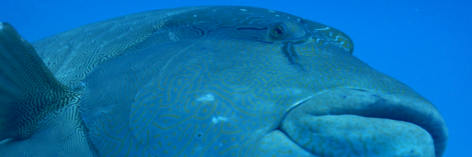gingerdiver's profile banner image