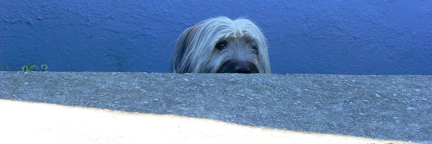 albert_lluch's profile banner image