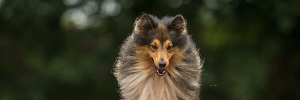 WaldoTSWC's profile banner image