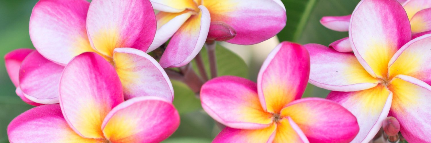 _Magnolia94's profile banner image