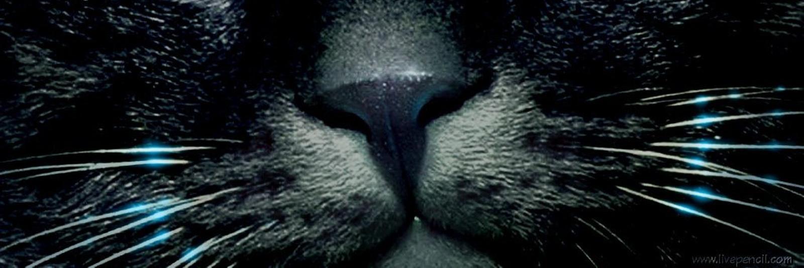 volkovichus's profile banner image