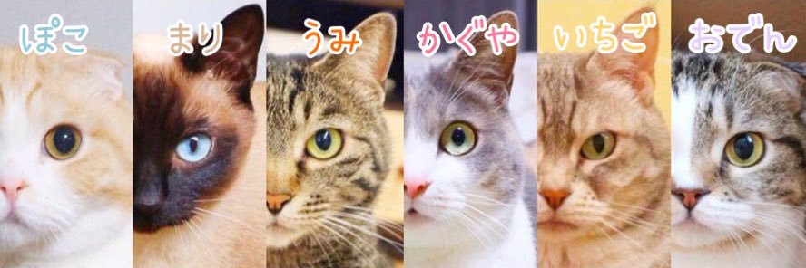 かぐや ✩ ぽこ banner