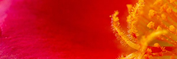 joeathialy Profile Banner