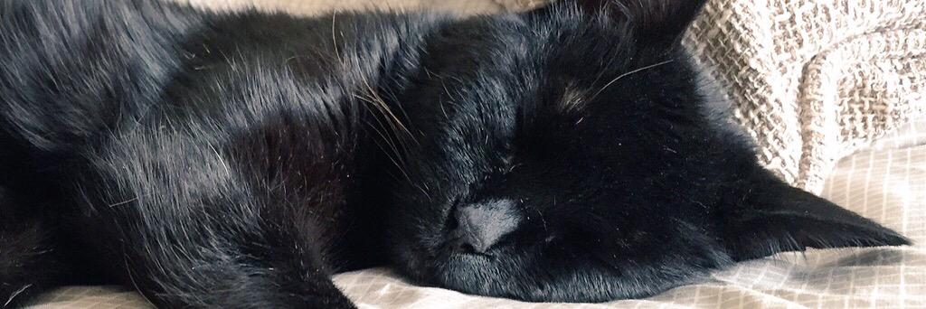 LittleBlackBall's profile banner image