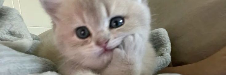 tinyme0w's profile banner image