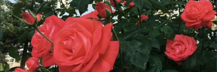 bichisur's profile banner image