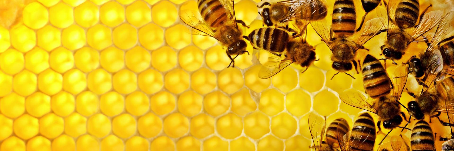 TeamFree2Bee's profile banner image