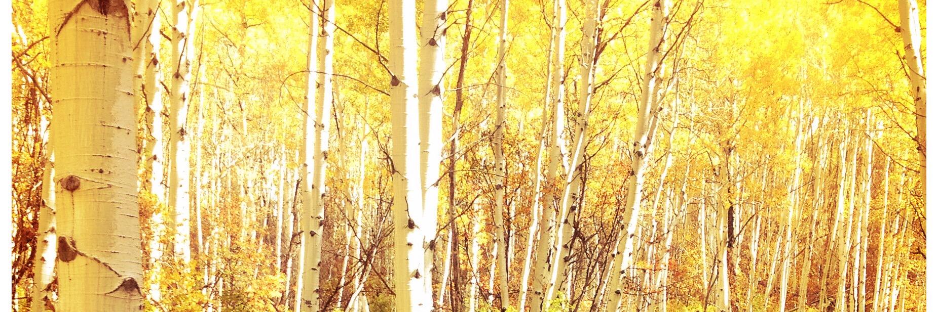 Courtney's banner