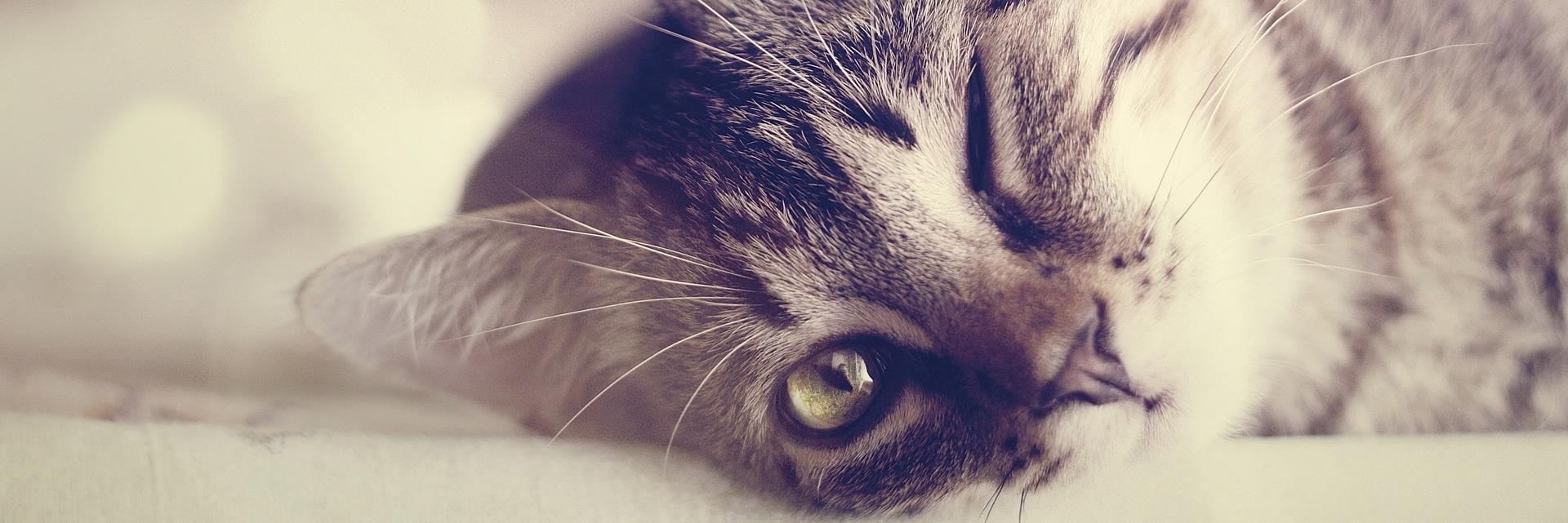 YourTinyCat's profile banner image