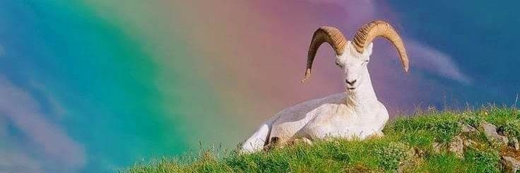 LaurusNobilis_'s profile banner image