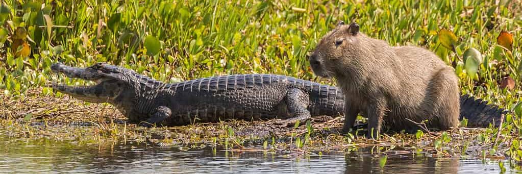 Capybaras_Frens's profile banner image