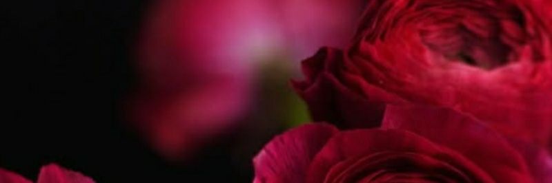 NormaCasals ⚘ banner