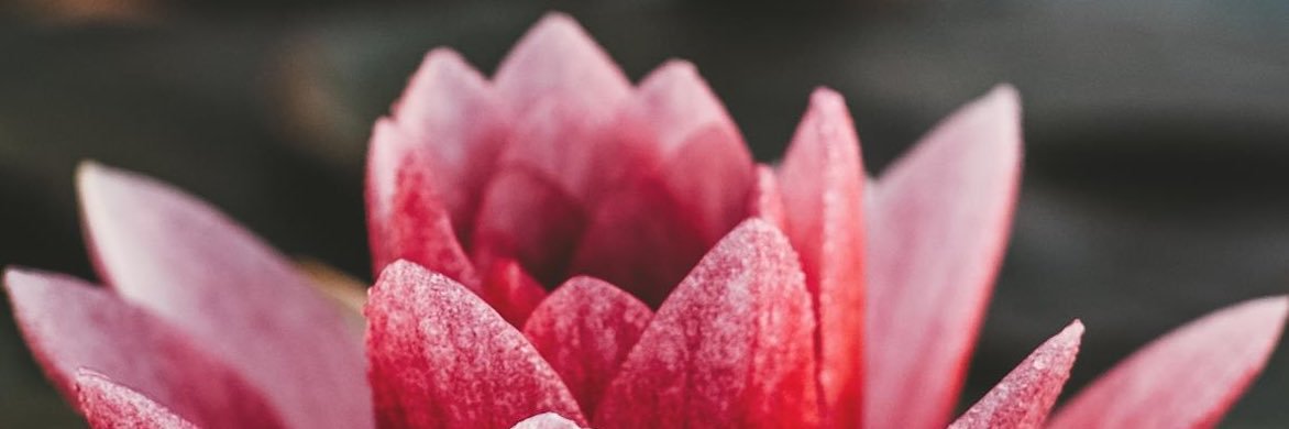 NemaLeigh's profile banner image