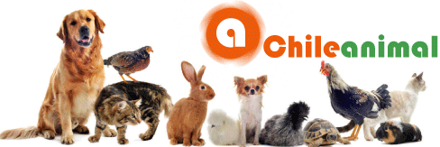 ChileAnimalCL's profile banner image