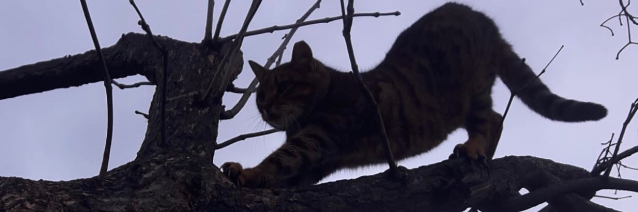 nili14's profile banner image
