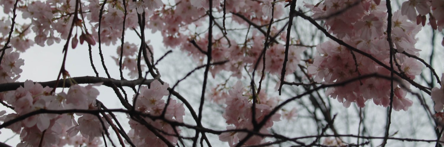 vicky_the_toria's profile banner image