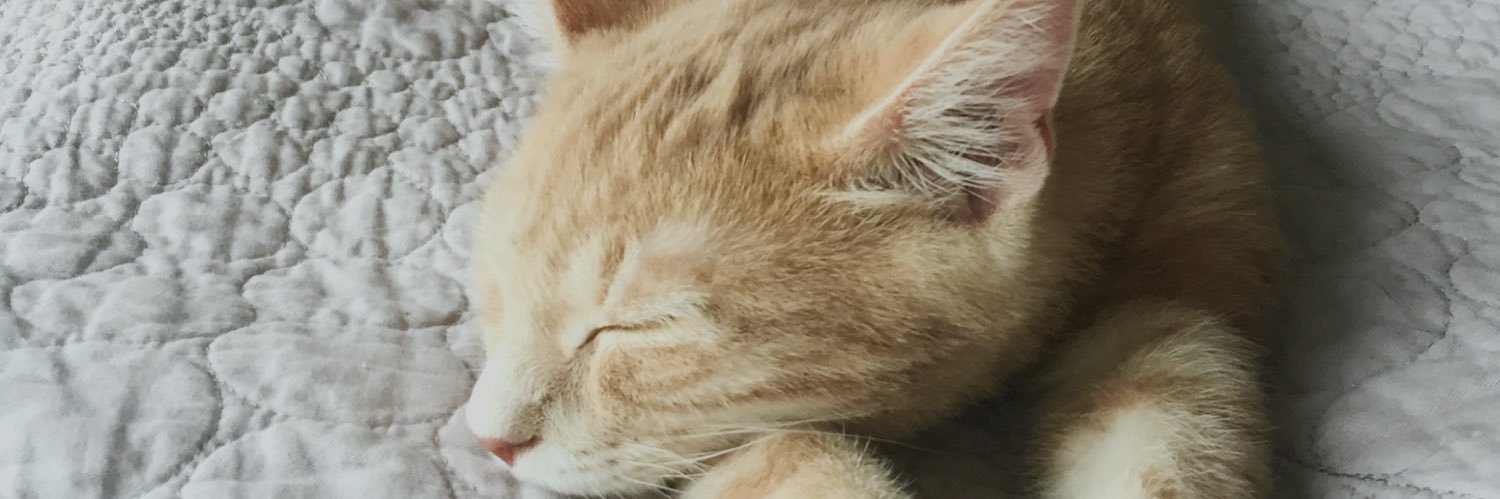 ptrciamcdrmt's profile banner image