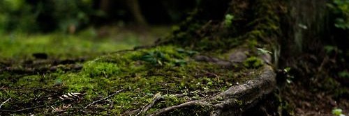 Ancient moss banner