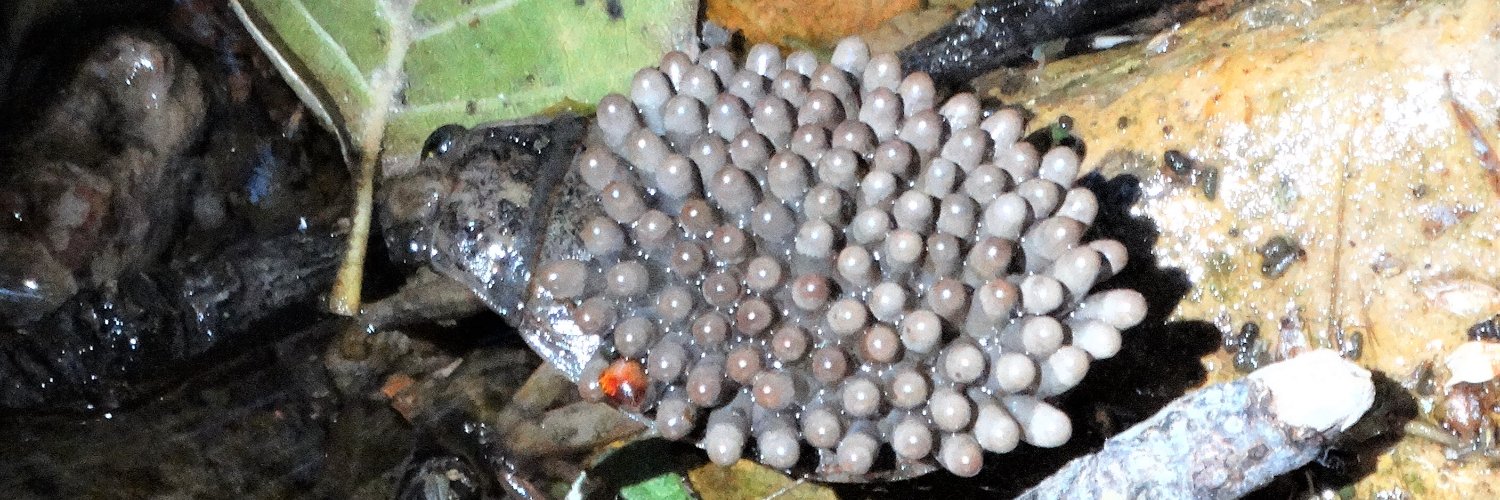 Johnny-kelphead banner