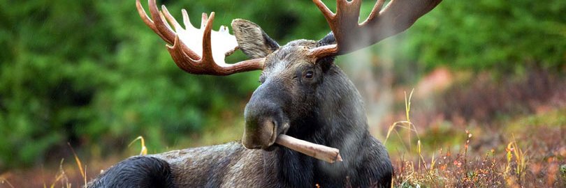 Bafmoose's profile banner image