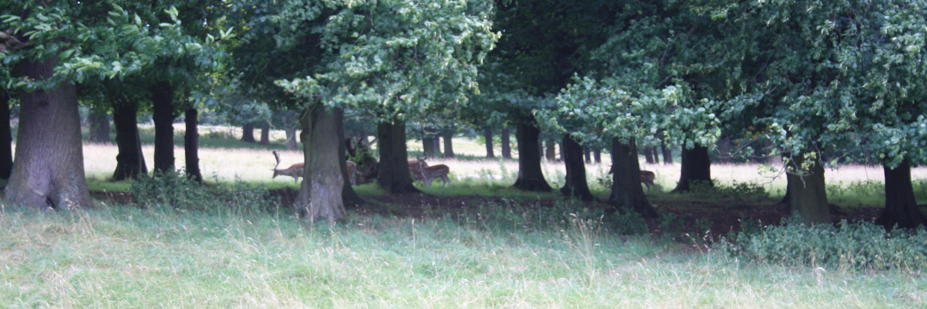 Mark Williams banner