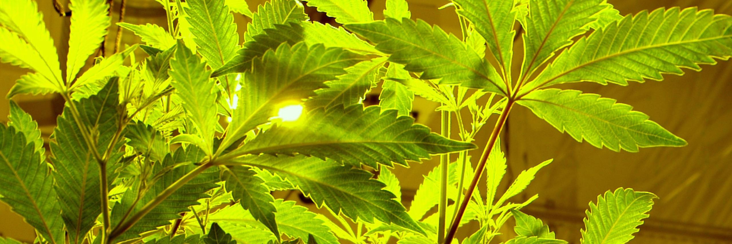 itsGoodPot's profile banner image
