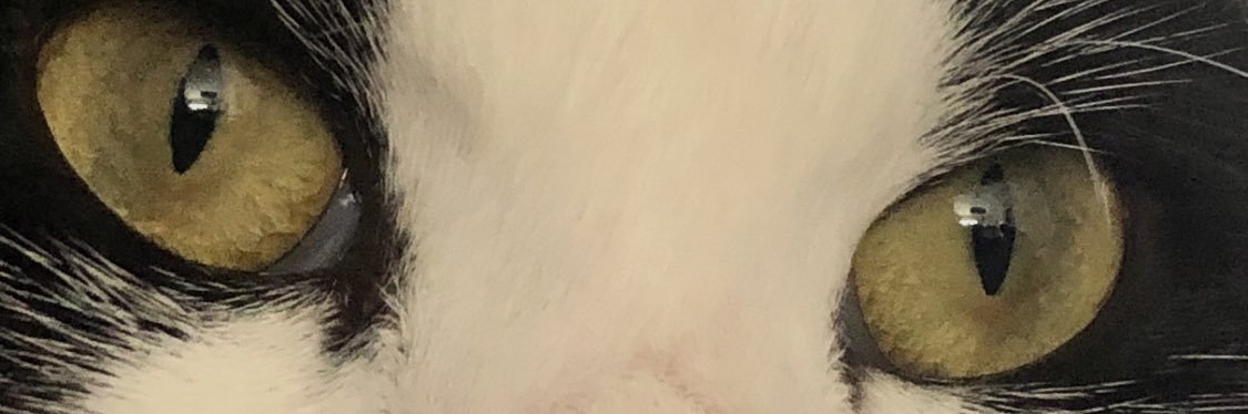 followstevie's profile banner image