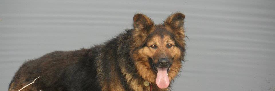 HighPeakDogs's profile banner image