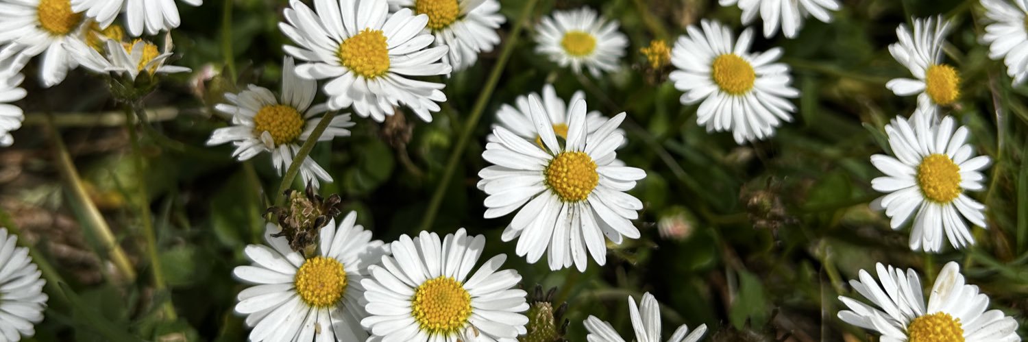 Orange Silly Cat Eggdog banner