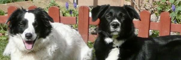 Michelle Nicholson banner