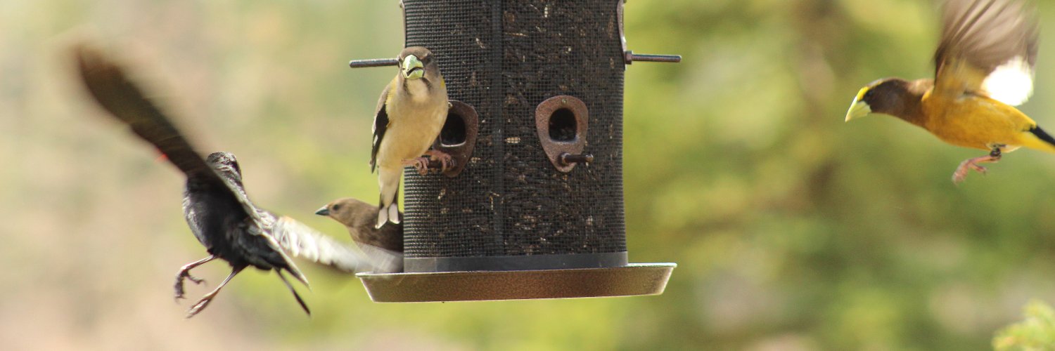 Victoria Surtees banner