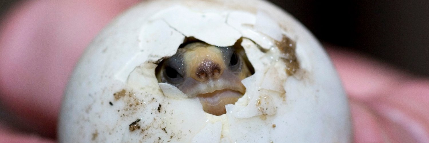 Chet Powell 🌊🍑⚖️🇺🇸 banner