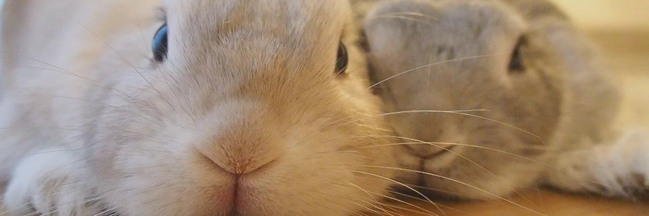 Mark 🐰🎨🖌️ banner