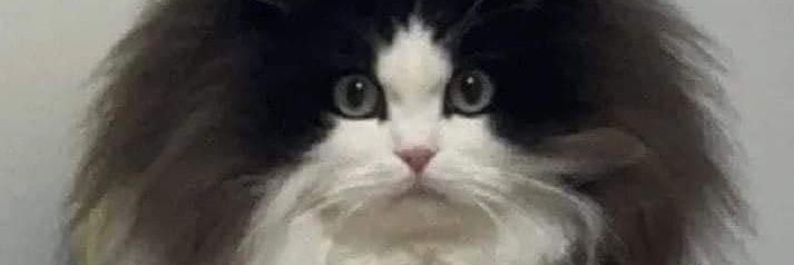 likemelifeme's profile banner image