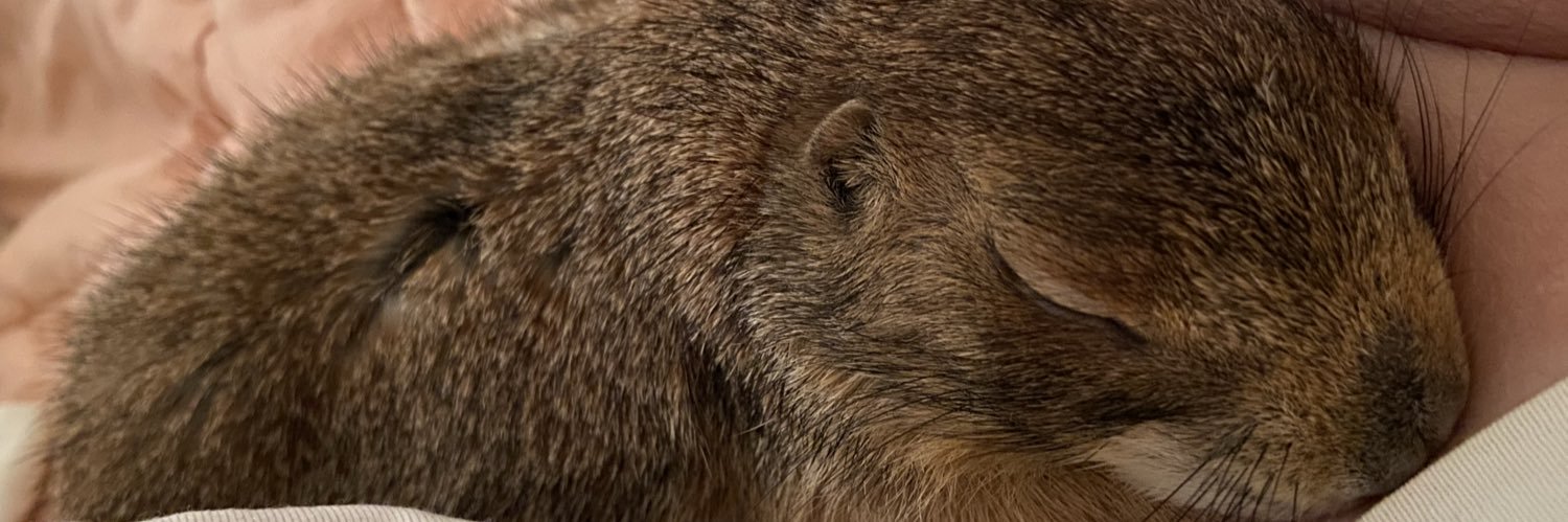 PdogActivist 🐀 banner