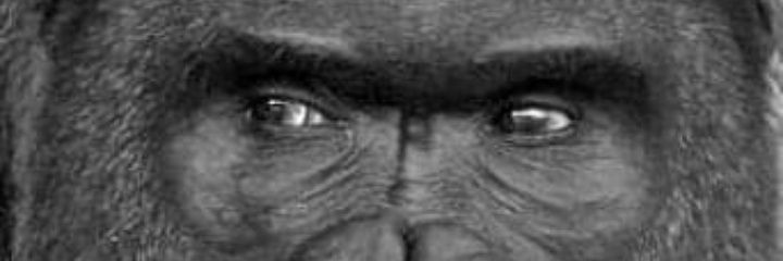 gorisansuteki's profile banner image