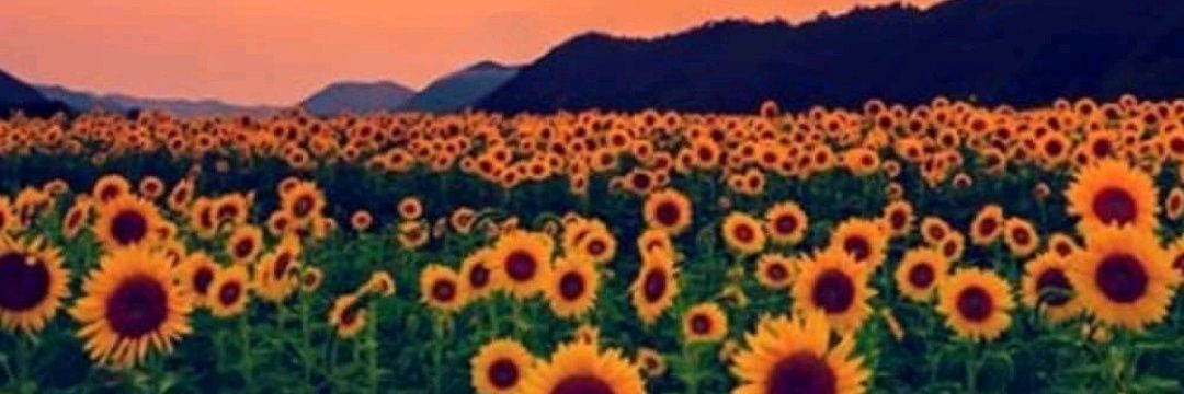 LuRMeira's profile banner image