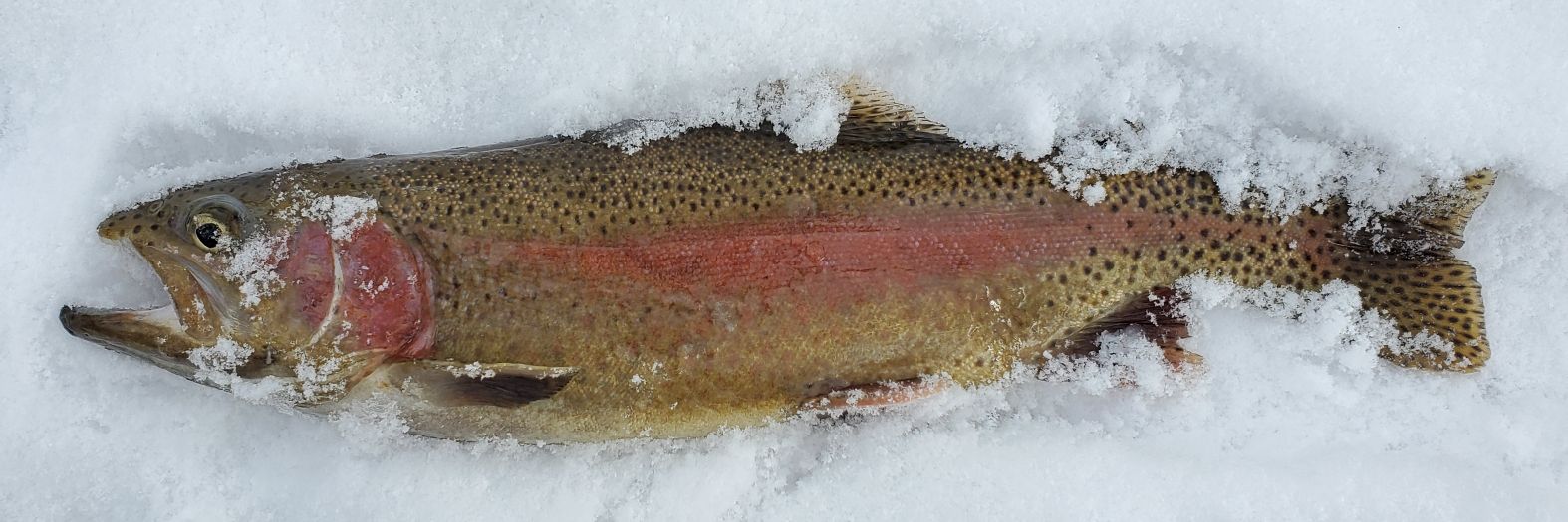 Steven Merrifield banner