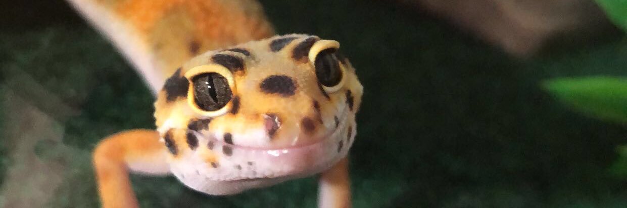 Haleyylyonn's profile banner image