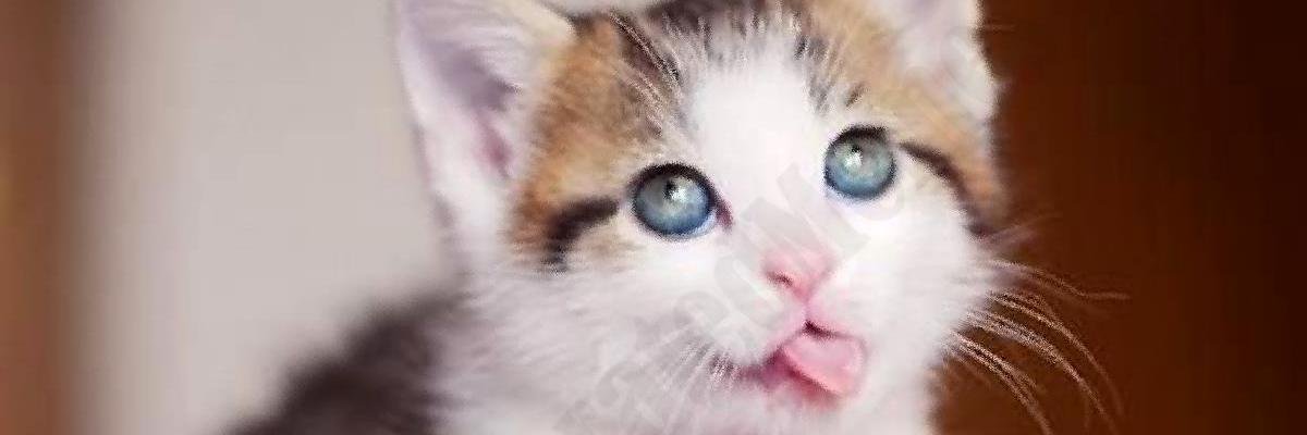 GeneratedMemes's profile banner image