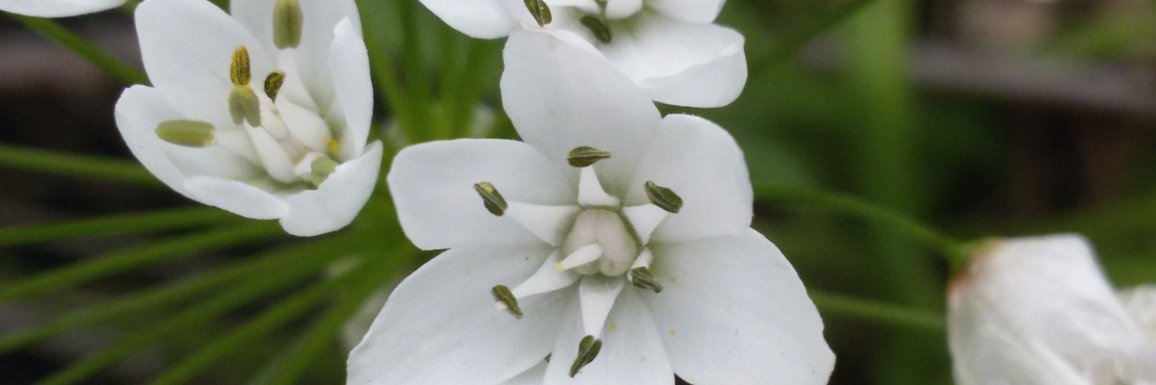 מתניה שנרב banner