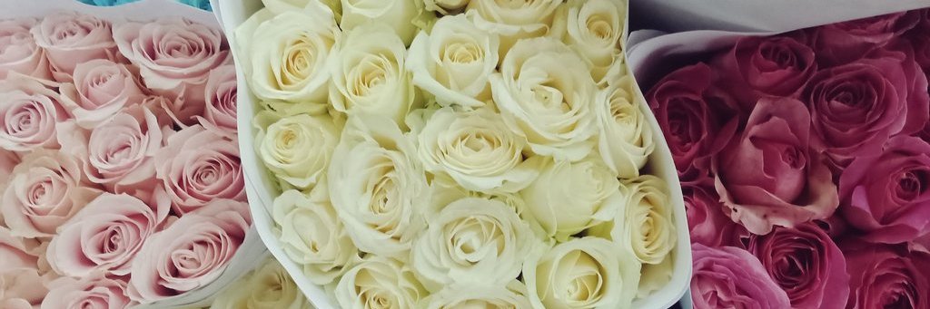 carolineeputri's profile banner image