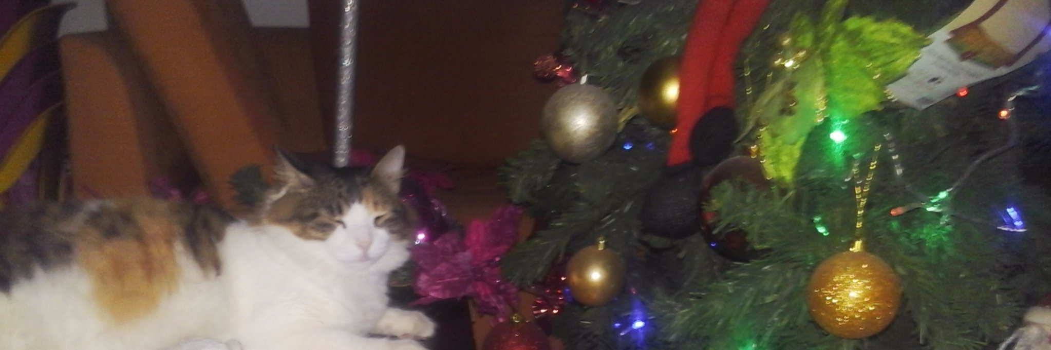 AnGaSoo 🇵🇸🇨🇴🇷🇺🍉💚💜✪४ Seb Stan's Manager banner