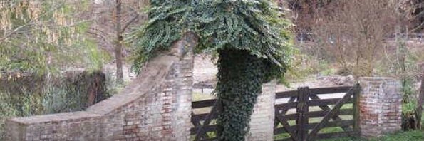 junquillo0 💎 banner