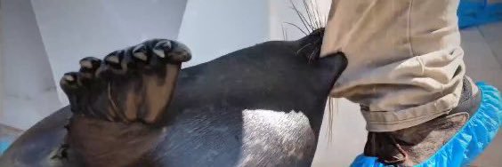 batwingsoda's profile banner image