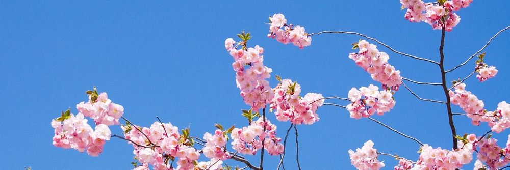 SovianiWidya's profile banner image