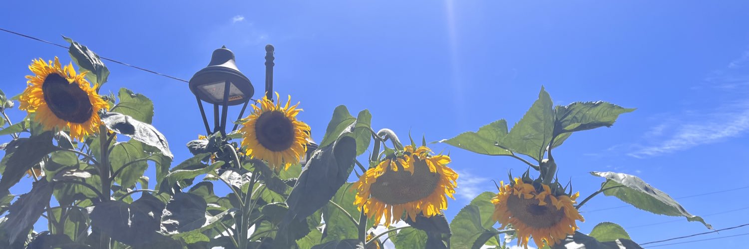 LizWalteros's profile banner image