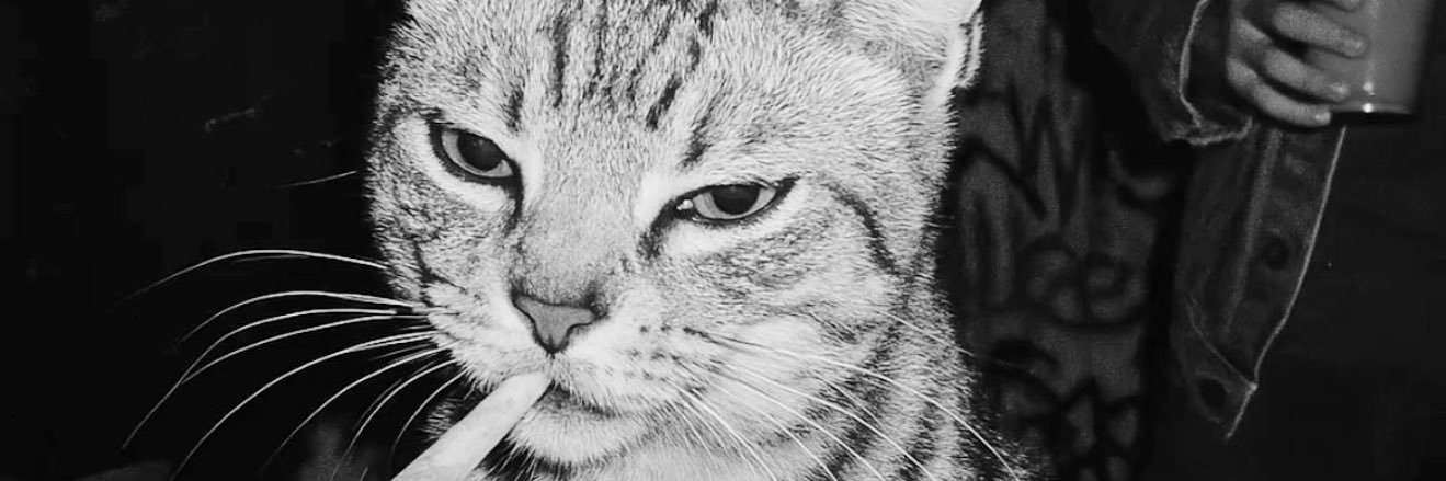 Heycapri's profile banner image